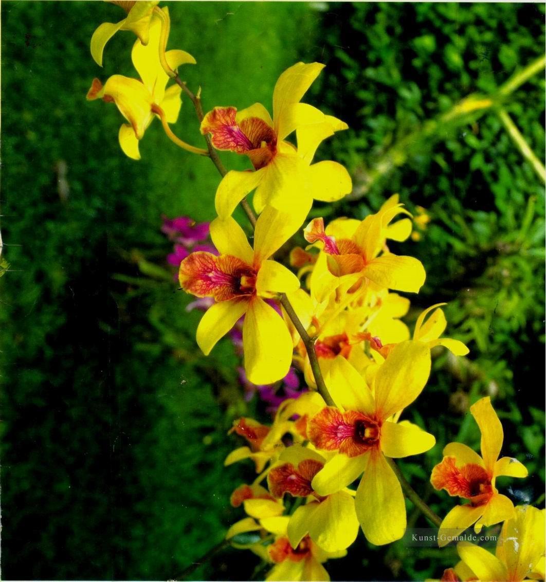 xsh0422b realistischer Bilder von Blumen Ölgemälde